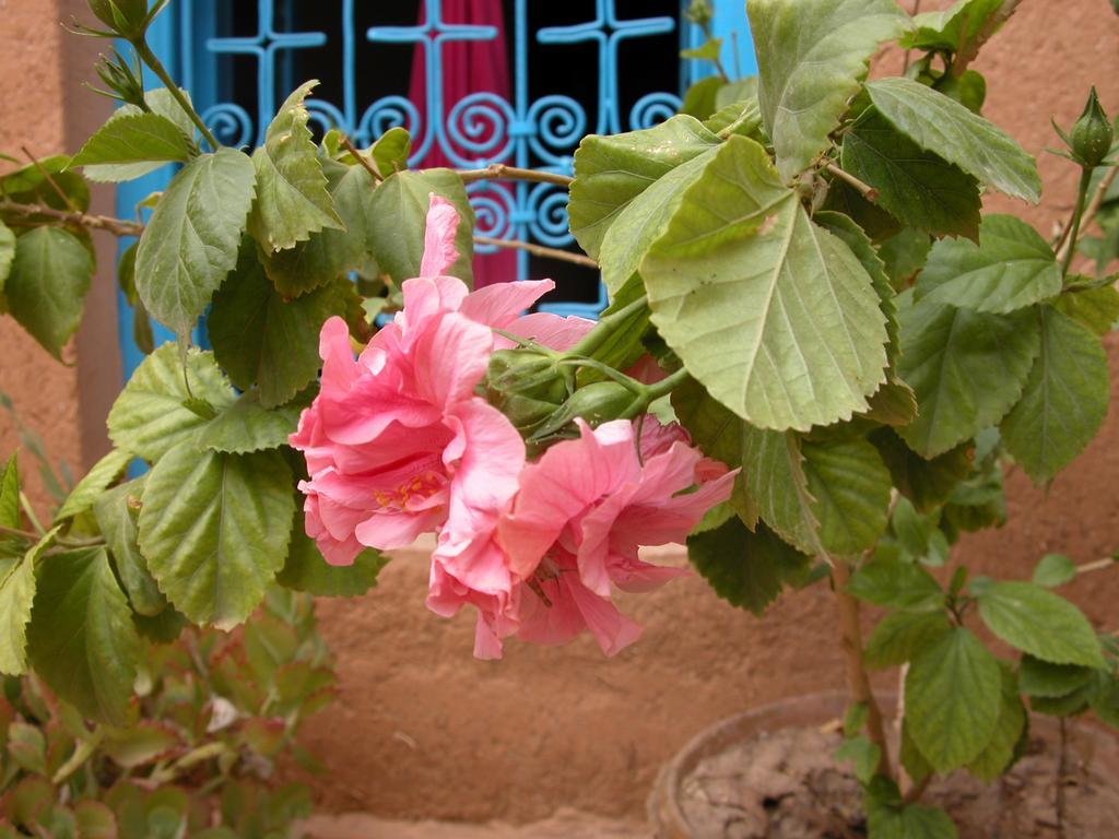 Kasbah Iswan Bed & Breakfast Kelaat-M'Gouna Exterior foto